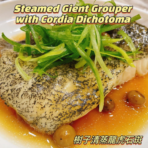 Steamed Gient Grouper with Cordia Dichotoma - Canaan